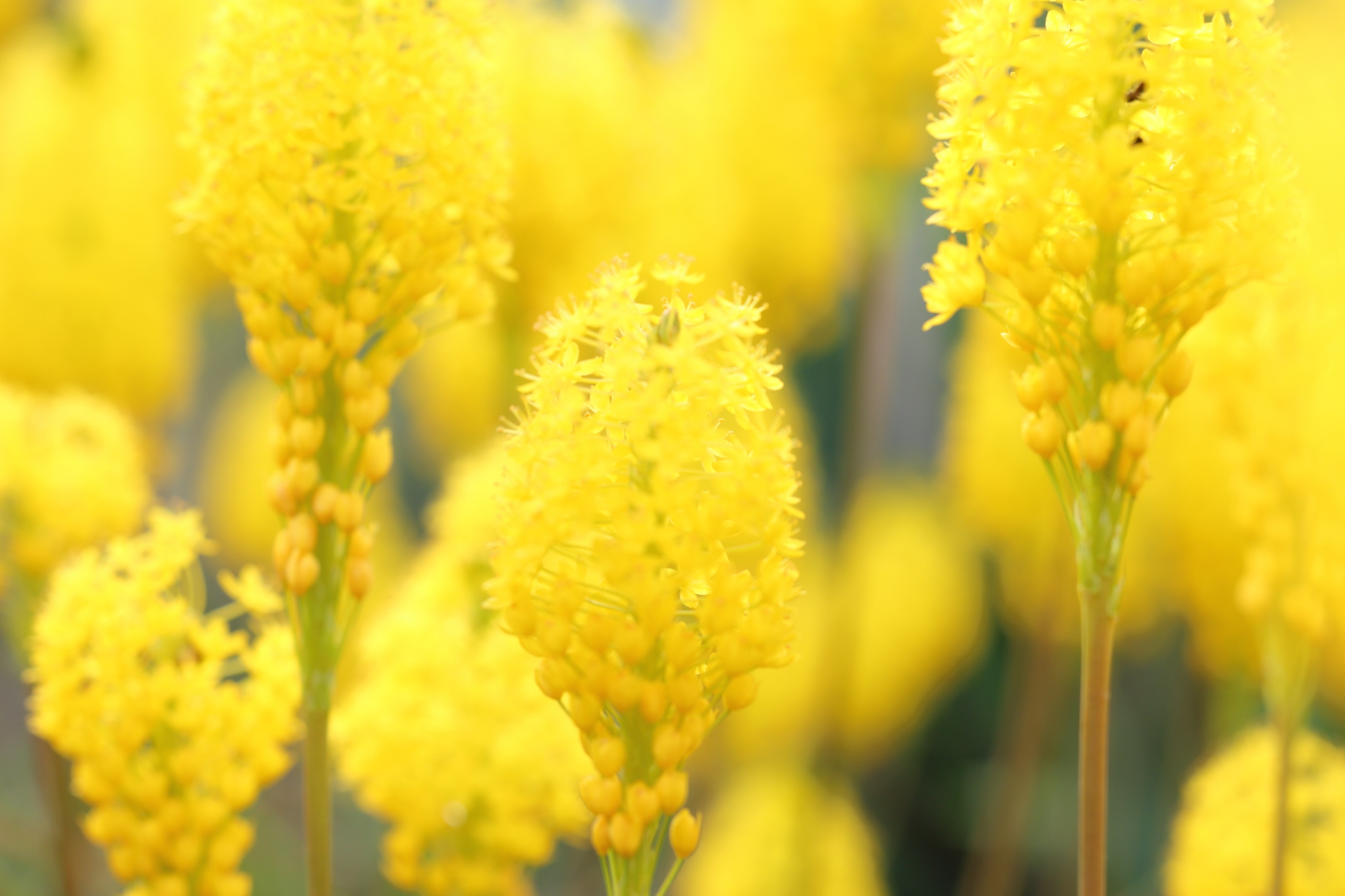 庭や周辺を彩る季節の花